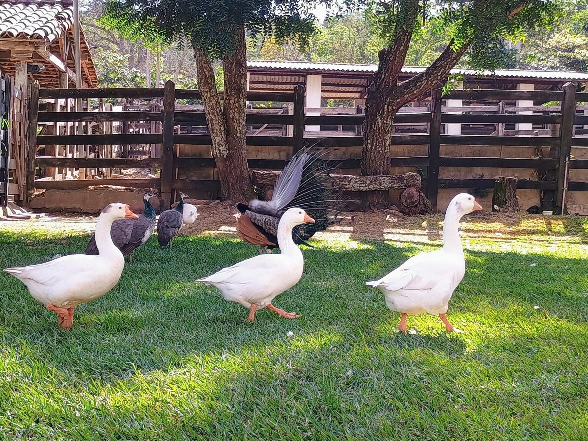 Aguas Vivas Hotel Fazenda Пиренополис Экстерьер фото